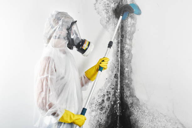 Mold Remediation for Vacation Homes in Southern View, IL