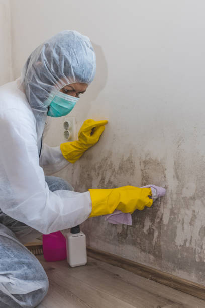 Best Commercial Mold Inspection  in Southern View, IL